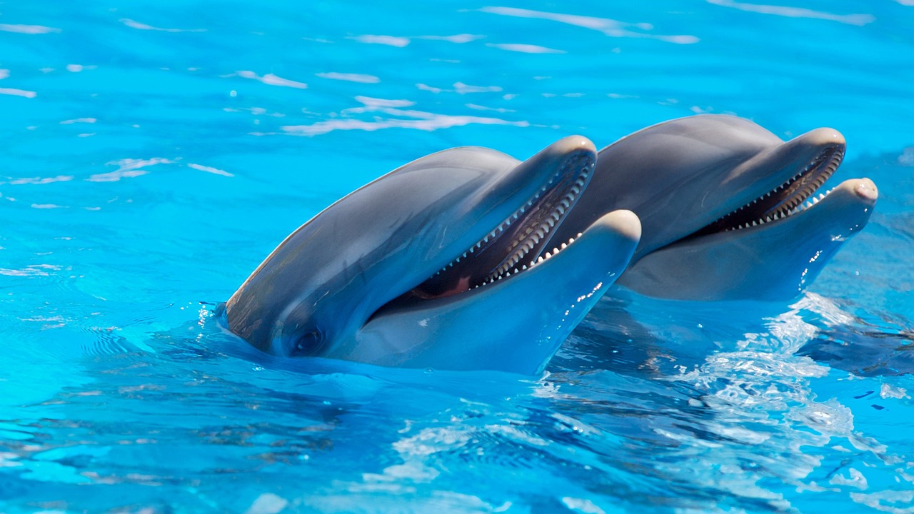 dolphins, mammals, nature-1869337.jpg